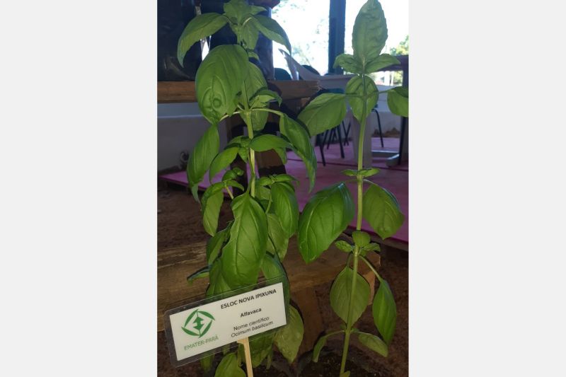 A Empresa de Assistência Técnica e Extensão Rural do Estado do Pará (Emater) marcou presença, de 6 a 14 de julho, no "Espaço do Produtor", da da 33° Exposição Agropecuária de Marabá (Expoama). O espaço foi pensado para mostrar um pouco da prática de trabalho desenvolvidas em alguns órgãos do Estado. Além da Emater, participaram, também, técnicos da Secretaria de Desenvolvimento da Agropecuária e da Pesca (Sedap), Secretaria de Meio Ambiente e Sustentabilidade (Semas), Pará Rural, Instituto de Desenvolvimento Florestal e da Biodiversidade (Ideflor-Bio), da Agência de Defesa Agropecuária do Pará (Adepará), Instituto de Terras do Pará (Iterpa) e também do Banco do Estado (Banpará). <div class='credito_fotos'>Foto: ASCOM / EMATER   |   <a href='/midias/2019/originais/2918_foto1.jpg' download><i class='fa-solid fa-download'></i> Download</a></div>