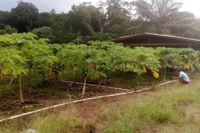 Com o apoio do escritório local da Empresa de Assistência Técnica e Extensão Rural do Estado do Pará (Emater), um agricultor de Gurupá, no Marajó, vem colhendo duas toneladas de mamão papaia por semana, em um município extrativista cuja tradição é importar frutas.

FOTO: ASCOM / EMATER
DATA: 10.04.2019
GURUPÁ - PA <div class='credito_fotos'>Foto: ASCOM / EMATER   |   <a href='/midias/2019/originais/3135791e-84d4-4295-95fd-7443f0563d12.jpg' download><i class='fa-solid fa-download'></i> Download</a></div>