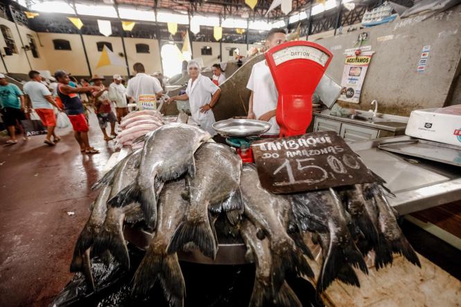 Uma equipe de fiscais do Procon do Pará esteve nesta terça-feira (16), desde às 8h30, no mercado de peixe do Ver-o-Peso, realizando ações de fiscalização dentro da Operação Páscoa 2019. O trabalho realizado pela Diretoria de Proteção e Defesa do Consumidor do Pará, vinculada à Secretaria de Estado de Justiça e Direitos Humanos (Sejudh), busca identificar e inibir abusos na comercialização de pescado e outros produtos muito procurados nesta época do ano.

FOTO: FERNANDO ARAÚJO / AGÊNCIA PARÁ
DATA: 16.04.2019
BELÉM - PARÁ <div class='credito_fotos'>Foto: Fernando Araújo/Ag. Pará   |   <a href='/midias/2019/originais/3497df6b-d724-4bca-acef-2534e6235de5.jpg' download><i class='fa-solid fa-download'></i> Download</a></div>