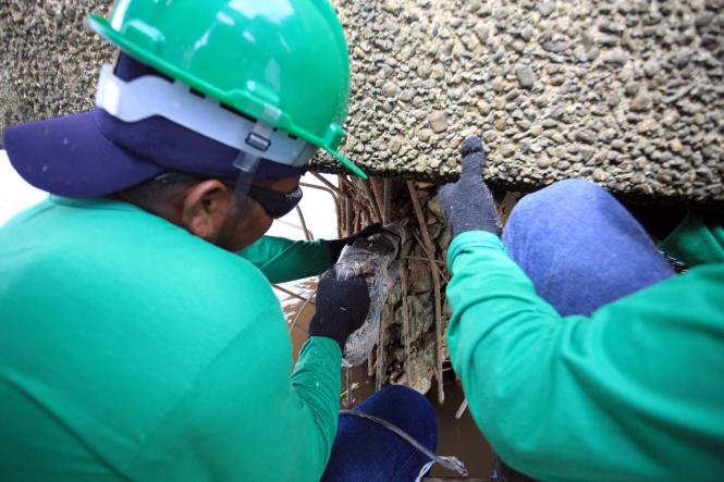 A Secretaria de Estado de Transportes (Setran) iniciou, nesta quarta-feira (6), a manutenção preventiva da ponte Rio Guamá, situada na Alça Viária (PA-483). A estrutura é a última do complexo de quatro de pontes no sentido Moju-Belém, capital do estado do Pará.

FOTO: MAYCON NUNES / AG. PARÁ
DATA: 06.02.2019
MOJU - PARÁ <div class='credito_fotos'>Foto: Maycon Nunes / Ag. Pará   |   <a href='/midias/2019/originais/4686a605-5e00-4913-bc32-f1491e8a511f.jpg' download><i class='fa-solid fa-download'></i> Download</a></div>