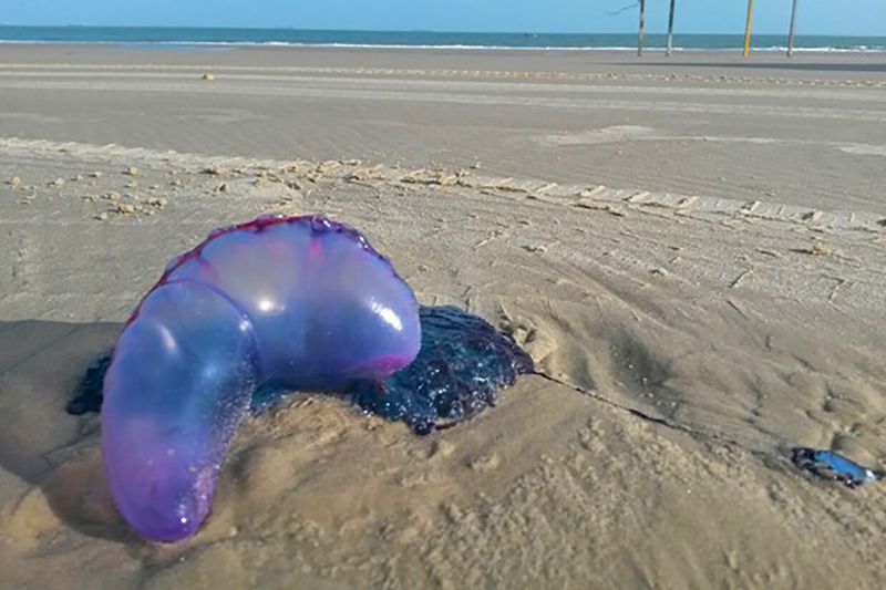 Nessa época do ano, em que o movimento nas praias aumenta consideravelmente, é comum ocorrerem acidentes com animais marinhos, como arraias, bagres, caravelas e águas-vivas. Segundo o Corpo de Bombeiros do Pará, no primeiro final de semana de julho, entre os dias 6 e 7, foram registradas 29 ocorrências em praias paraenses, contra 21 registros em 2018, aumento de 38%. <div class='credito_fotos'>Foto: G1 RN / Divulgação   |   <a href='/midias/2019/originais/5196_caravela.jpg' download><i class='fa-solid fa-download'></i> Download</a></div>