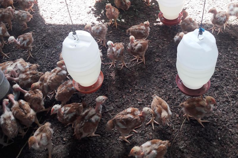 Uma Unidade Demonstrativa de abatimento de frango caipira, localizada na chácara do agricultor Milton Lima, área rural do município de Brasil Novo, sudoeste paraense, é referência na região por ser economicamente viável e ambientalmente correta. O projeto conta, desde 2015, com o apoio da Empresa de Assistência Técnica e Extensão Rural do Estado do Pará (Emater) e se tornou exemplo por respeitar o meio ambiente ao não despejar resíduos no solo.  <div class='credito_fotos'>Foto: ASCOM / EMATER   |   <a href='/midias/2019/originais/5209_frango4.jpg' download><i class='fa-solid fa-download'></i> Download</a></div>