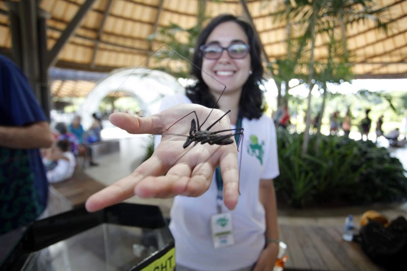 O painel na entrada do Centro de Acolhimento do Parque Estadual do Utinga (PEUt) já chamava a atenção do público visitante por conter informações e imagens de 10 Unidades de Conservação estaduais, que resguardam belezas naturais e a rica biodiversidade da fauna e flora do Estado do Pará. Uma forma de despertar a curiosidade e o interesse de conhecer as áreas protegidas. E, mais que isso, demonstra a importância de estar conectado com a natureza para proteger os ecossistemas. Esse é o principal objetivo da campanha nacional Um Dia no Parque, promovida no último domingo (21), em todo o País. <div class='credito_fotos'>Foto: Maycon Nunes / Ag. Pará   |   <a href='/midias/2019/originais/5210__mg_7202.jpg' download><i class='fa-solid fa-download'></i> Download</a></div>