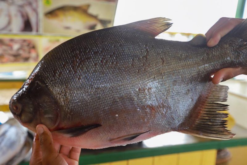 Foto: Marco Santos / Ag. Pará