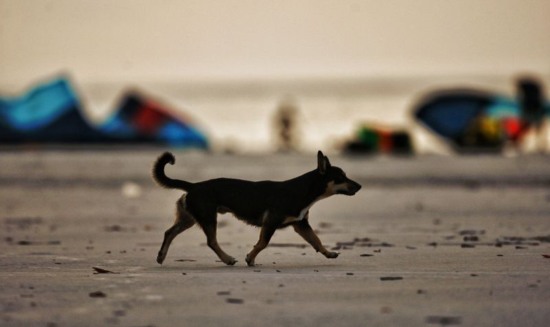 Cotidiano de verão no município de Salinópolis.

FOTO: MAYCON NUNES /AGÊNCIA PARÁ
DATA:27.07.2019
SALINAS-PA <div class='credito_fotos'>Foto: Maycon Nunes / Ag. Pará   |   <a href='/midias/2019/originais/5223__94j2786-01.jpg' download><i class='fa-solid fa-download'></i> Download</a></div>