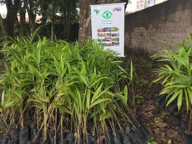 Na última sexta-feira (15), o escritório local da Empresa de Assistência Técnica e Extensão Rural do Estado do Pará (Emater) em Tailândia, nordeste do estado, entregou mil mudas de açaí para 20 agricultores expandirem e melhorarem a qualidade dos cultivos em seis comunidades (entre essas, três assentamentos – um estadual e dois federais: Turi-Açu, Chumbo Grosso, Pindorama, PA estadual Borba Gato, PA federal Maravilha e PA federal Vale do Moju). As mudas, da variedade brs-pará, foram doadas por um produtor atendido pela Emater na região.

FOTO: ASCOM / EMATER
DATA: 19.03.2019
BELÉM - PARÁ <div class='credito_fotos'>Foto: ASCOM EMATER   |   <a href='/midias/2019/originais/522efe0a-5b5d-45bc-80c0-74deb283515a.jpg' download><i class='fa-solid fa-download'></i> Download</a></div>