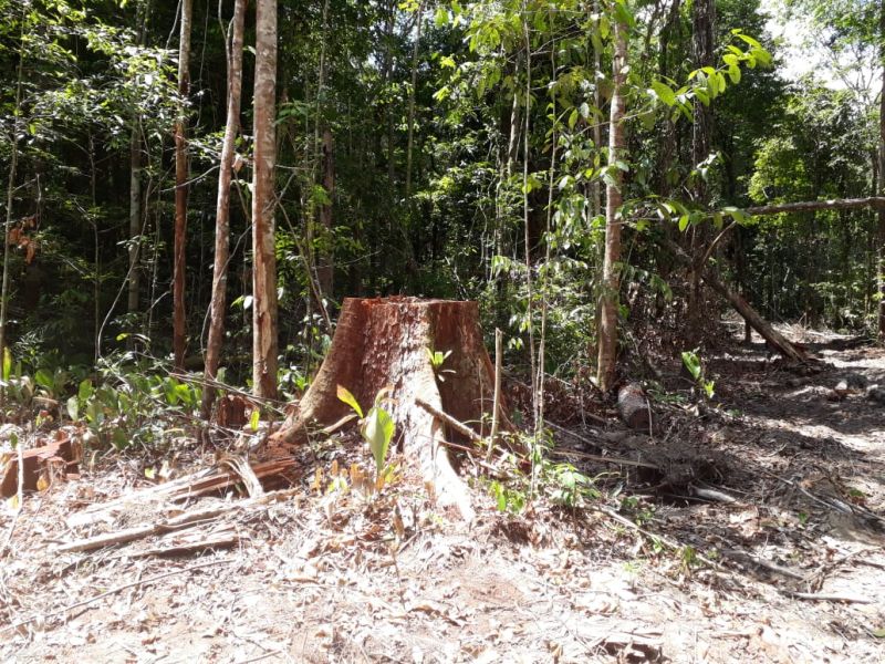 O Governo do Pará vem intensificando o combate ao desmatamento ilegal. Nos últimos cinco dias, equipes da Secretaria de Estado de Meio Ambiente e Sustentabilidade (Semas), em parceria com o Batalhão de Polícia Ambiental (BPA), da Polícia Militar, percorreram 620 quilômetros em cinco municípios. A força-tarefa seguiu de Moju a Tailândia, no sudeste, e de Altamira a Senador José Porfírio, terminando em Anapu, no oeste. <div class='credito_fotos'>Foto: Divulgação   |   <a href='/midias/2019/originais/5289_img-20190812-wa0223.jpg' download><i class='fa-solid fa-download'></i> Download</a></div>