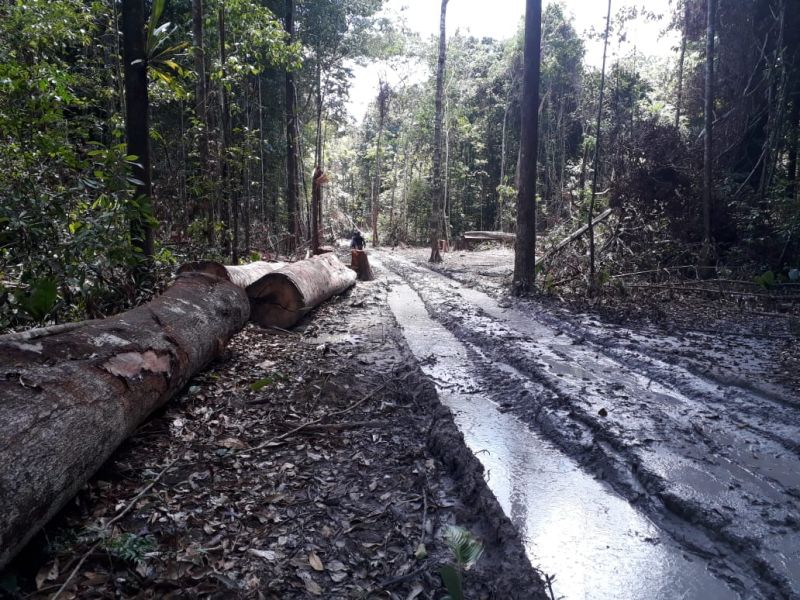O Governo do Pará vem intensificando o combate ao desmatamento ilegal. Nos últimos cinco dias, equipes da Secretaria de Estado de Meio Ambiente e Sustentabilidade (Semas), em parceria com o Batalhão de Polícia Ambiental (BPA), da Polícia Militar, percorreram 620 quilômetros em cinco municípios. A força-tarefa seguiu de Moju a Tailândia, no sudeste, e de Altamira a Senador José Porfírio, terminando em Anapu, no oeste. <div class='credito_fotos'>Foto: Divulgação   |   <a href='/midias/2019/originais/5289_img-20190812-wa0225.jpg' download><i class='fa-solid fa-download'></i> Download</a></div>