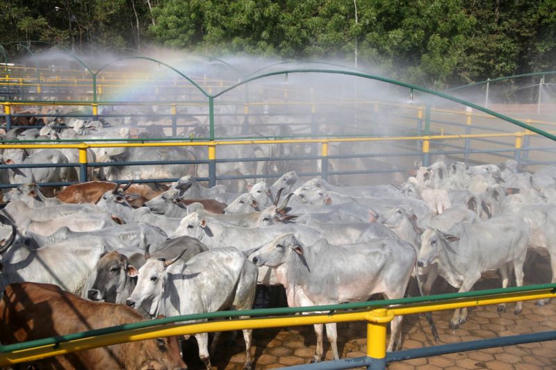  <div class='credito_fotos'>Foto: Bruno Cecim / Ag.Pará   |   <a href='/midias/2019/originais/5298_img_1088-1600x1066.jpg' download><i class='fa-solid fa-download'></i> Download</a></div>