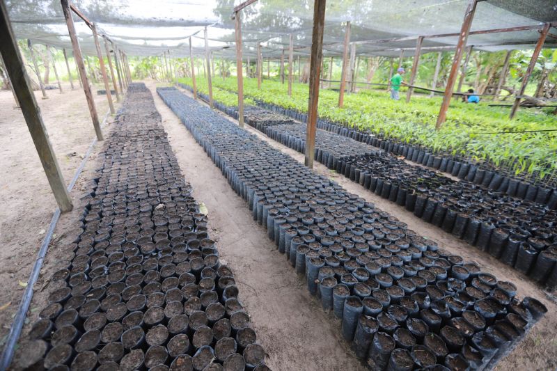  <div class='credito_fotos'>Foto: Marco Santos / Ag. Pará   |   <a href='/midias/2019/originais/5337_image00014.jpg' download><i class='fa-solid fa-download'></i> Download</a></div>