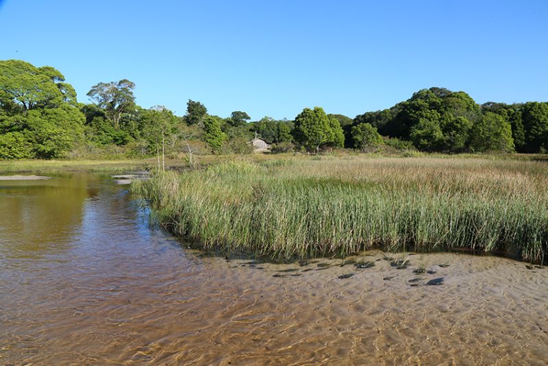 Situado no nordeste paraense, o município de Curuçá aprovou a criação de três Unidades de Conservação da Natureza municipais, mediante o apoio técnico do Governo do Estado, através do Instituto de Desenvolvimento Florestal e da Biodiversidade do Estado do Pará (Ideflor-Bio). Com isso, a prefeitura local e o governo irão garantir a preservação do Lago Rio Quente, do igarapé Rancho Fundo, das nascentes, manguezais e espécies da fauna e flora da região. <div class='credito_fotos'>Foto: ASCOM / IDEFLOR   |   <a href='/midias/2019/originais/5351_foto_rancho_fundo.jpg' download><i class='fa-solid fa-download'></i> Download</a></div>