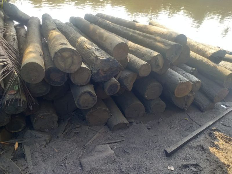 A Polícia Civil do Pará deflagrou uma operação de combate ao desmatamento ilegal na zona rural de Muaná, na Ilha do Marajó. Três pessoas, que estavam responsáveis por uma serraria clandestina, foram detidas. No local foram apreendidas mais de 500 toras de madeira. <div class='credito_fotos'>Foto: Ascom Polícia Civil   |   <a href='/midias/2019/originais/5429_whatsappimage2019-09-11at18.40.57.jpg' download><i class='fa-solid fa-download'></i> Download</a></div>