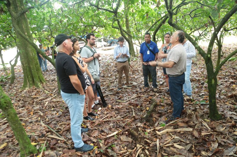 Hoje (21) o grupo de Jornalistas foi conhecer as atividades da Comissão Executiva do Plano da Lavoura Cacaueira
(Ceplac), que é uma das responsáveis pelo desenvolvimento tecnológico e científico da cacauicultura no Pará. Durante a visita, o chefe de pesquisa e extensão do Pará e Amapá da Ceplac, Fernando Mendes, repassou dados da produção estadual. <div class='credito_fotos'>Foto: Alex Ribeiro / Ag. Pará   |   <a href='/midias/2019/originais/5477_20190921092400_img_4904.jpg' download><i class='fa-solid fa-download'></i> Download</a></div>