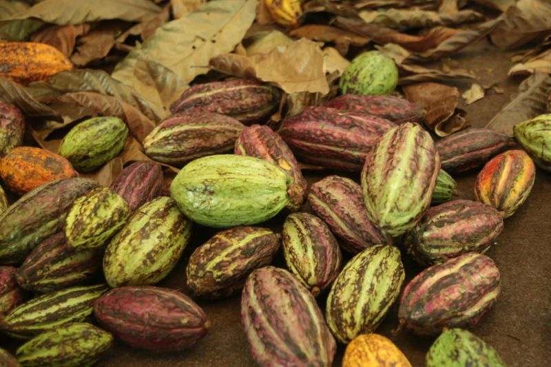  VI Festival do Chocolate e Cacau e da 18ª Exposição Flor Pará, realizados no Hangar - Centro de Convenções. Mais de 30 mil pessoas já passaram pelo local em três dias de evento, estimativa que superou as expectativas. <div class='credito_fotos'>Foto: Alex Ribeiro / Ag. Pará   |   <a href='/midias/2019/originais/5485_20190921173313_img_5403.jpg' download><i class='fa-solid fa-download'></i> Download</a></div>