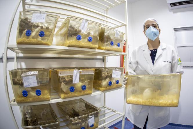 Biotério do Centro de Ciências Biológicas e da Saúde (CCBS), CAMPUS II da Universidade do Estado do Pará (Uepa).

FOTO: NAILANA THIELY
DATA: 12.04.19
BELÉM-PARÁ <div class='credito_fotos'>Foto: Nailana Thiely / Ascom Uepa   |   <a href='/midias/2019/originais/54e8c760-0cbb-4962-9081-89d52b6e5543.jpg' download><i class='fa-solid fa-download'></i> Download</a></div>