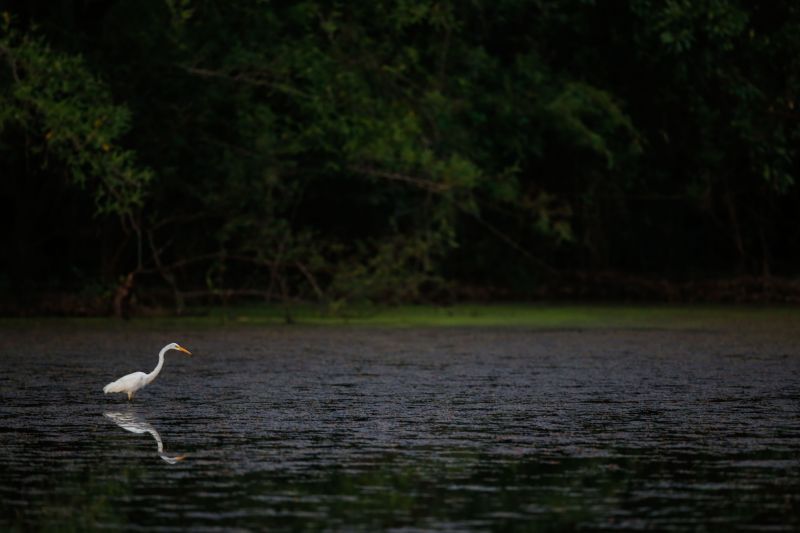 Foto: Marcelo Seabra / Ag. Pará