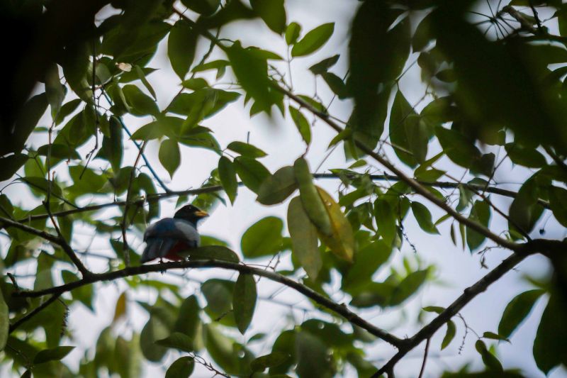 Foto: Pedro Guerreiro / Ag. Pará