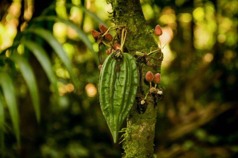 Foto: Pedro Guerreiro / Ag. Pará