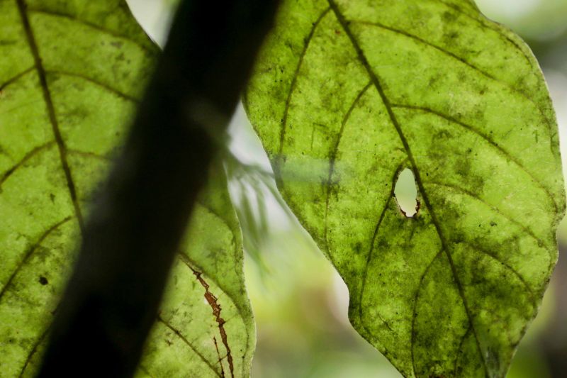 Foto: Pedro Guerreiro / Ag. Pará
