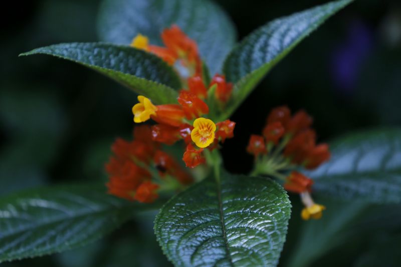 Avenida Camilo Pinto entregue a população de Benevides beneficia população. No ramo da floricultura, por exemplo, a nova PA404 proporciona mais eficiencia e qualidade aos produtores e consumidores.
Na foto: <div class='credito_fotos'>Foto: Marcelo Seabra / Ag. Pará   |   <a href='/midias/2019/originais/5648_3da5f437-bdf8-1769-710b-04bb51be25e2.jpg' download><i class='fa-solid fa-download'></i> Download</a></div>
