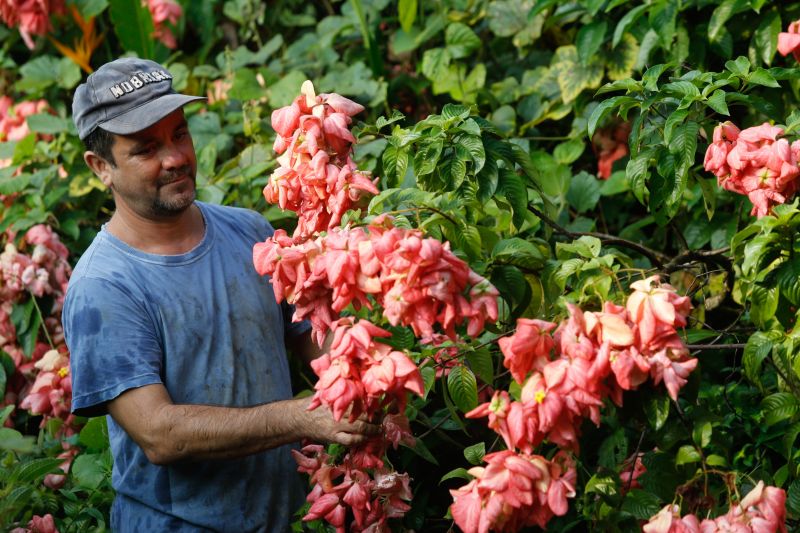 Avenida Camilo Pinto entregue a população de Benevides beneficia população. No ramo da floricultura, por exemplo, a nova PA404 proporciona mais eficiencia e qualidade aos produtores e consumidores.
Na foto:Hamilton Primo, Produtor <div class='credito_fotos'>Foto: Marcelo Seabra / Ag. Pará   |   <a href='/midias/2019/originais/5648_58b67b37-00d7-d43e-d45b-e64549033b27.jpg' download><i class='fa-solid fa-download'></i> Download</a></div>