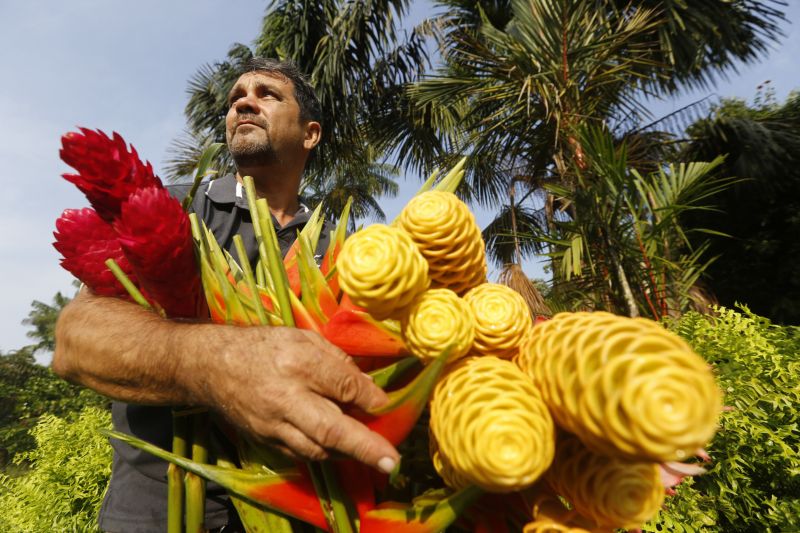 Avenida Camilo Pinto entregue a população de Benevides beneficia população. No ramo da floricultura, por exemplo, a nova PA404 proporciona mais eficiencia e qualidade aos produtores e consumidores.
Na foto: <div class='credito_fotos'>Foto: Marcelo Seabra / Ag. Pará   |   <a href='/midias/2019/originais/5648_78c72531-ea34-2d0e-fbd9-0f16ef56dd6d.jpg' download><i class='fa-solid fa-download'></i> Download</a></div>