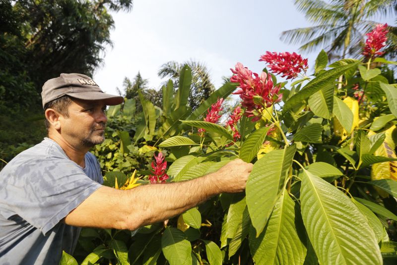 Avenida Camilo Pinto entregue a população de Benevides beneficia população. No ramo da floricultura, por exemplo, a nova PA404 proporciona mais eficiencia e qualidade aos produtores e consumidores.
Na foto: Hamilton Primo, Produtor <div class='credito_fotos'>Foto: Marcelo Seabra / Ag. Pará   |   <a href='/midias/2019/originais/5648_d77b0472-77ee-3fb4-6582-9eb8127e817c.jpg' download><i class='fa-solid fa-download'></i> Download</a></div>