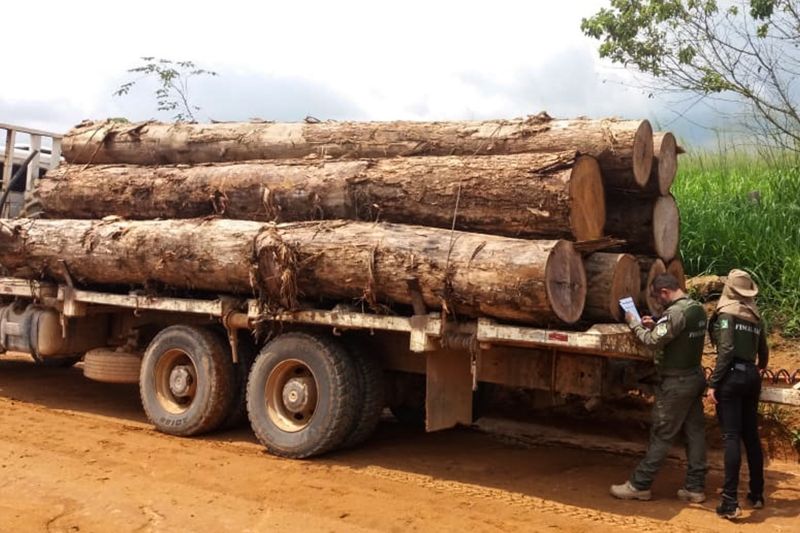 O Governo do Pará deflagrou mais uma operação de combate ao desmatamento ilegal. Equipes da Secretaria de Estado de Meio Ambiente e Sustentabilidade (Semas) e do Batalhão de Polícia Ambiental (BPA), da Polícia Miliar, já apreenderam uma pistola 380, uma espingarda, um radiocomunicador, um trator esteira e cinco motosserras, além de um caminhão com 38 toras de madeira, da espécie Acapu, cuja exploração é proibida por lei. A carga, equivalente a 18,2 m³, pode ser leiloada ou doada. Três acampamentos clandestinos foram destruídos pelas equipes. <div class='credito_fotos'>Foto: ASCOM / SEMAS   |   <a href='/midias/2019/originais/5676_1fa9974f-da09-ba1f-38f6-a7976a01a7f1.jpg' download><i class='fa-solid fa-download'></i> Download</a></div>