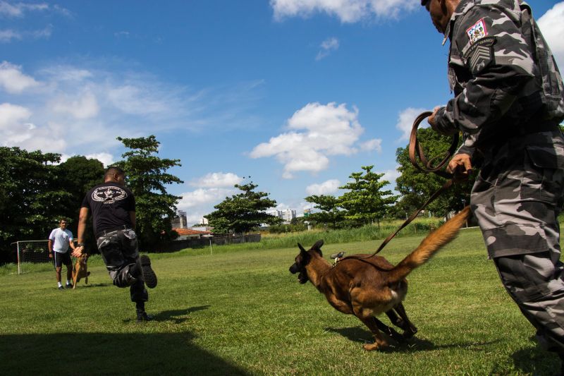 Cachorros recebem cuidados diários e são treinados por, pelo menos, quatro vezes na semana com prática de faro em narcóticos.
Na foto:  <div class='credito_fotos'>Foto: Pedro Guerreiro / Ag. Pará   |   <a href='/midias/2019/originais/5679_19fec3a9-912f-3e2e-c1ed-c5cfb05341e6.jpg' download><i class='fa-solid fa-download'></i> Download</a></div>
