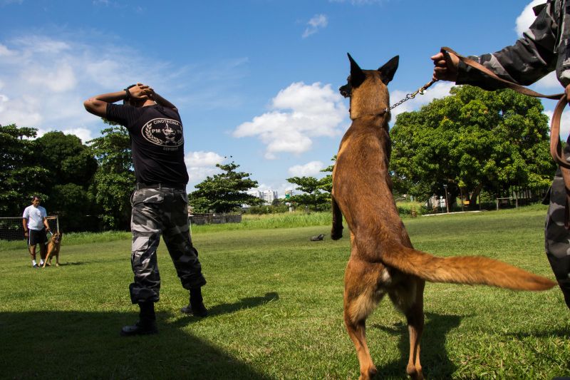 Cachorros recebem cuidados diários e são treinados por, pelo menos, quatro vezes na semana com prática de faro em narcóticos.
Na foto:  <div class='credito_fotos'>Foto: Pedro Guerreiro / Ag. Pará   |   <a href='/midias/2019/originais/5679_25fdc8ca-4927-feb2-efda-dc289afeb342.jpg' download><i class='fa-solid fa-download'></i> Download</a></div>
