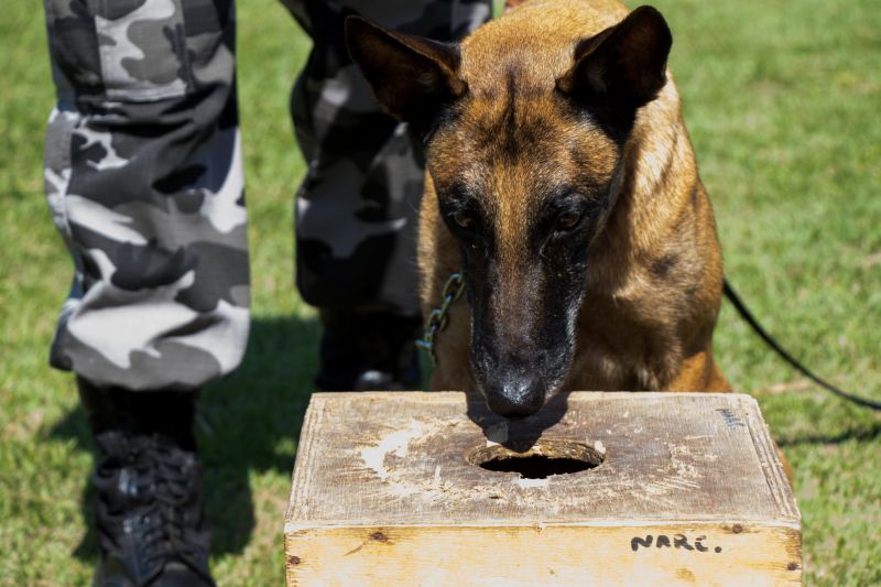 Cachorros recebem cuidados diários e são treinados por, pelo menos, quatro vezes na semana com prática de faro em narcóticos.
Na foto:  <div class='credito_fotos'>Foto: Pedro Guerreiro / Ag. Pará   |   <a href='/midias/2019/originais/5679_2890fa80-a03e-4703-0df0-7fe27173d130.jpg' download><i class='fa-solid fa-download'></i> Download</a></div>