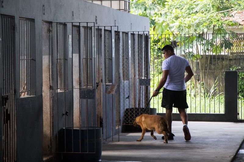 Cachorros recebem cuidados diários e são treinados por, pelo menos, quatro vezes na semana com prática de faro em narcóticos.
Na foto:  <div class='credito_fotos'>Foto: Pedro Guerreiro / Ag. Pará   |   <a href='/midias/2019/originais/5679_32c39dca-e063-ec6a-fa35-3d4704c7274c.jpg' download><i class='fa-solid fa-download'></i> Download</a></div>