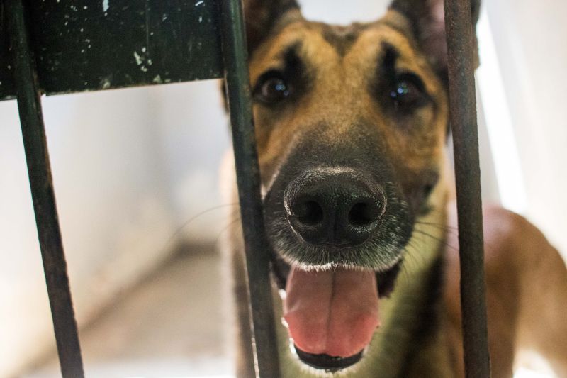 Cachorros recebem cuidados diários e são treinados por, pelo menos, quatro vezes na semana com prática de faro em narcóticos.
Na foto:  <div class='credito_fotos'>Foto: Pedro Guerreiro / Ag. Pará   |   <a href='/midias/2019/originais/5679_70085f1a-3c27-b3b0-d697-0692254ca4b2.jpg' download><i class='fa-solid fa-download'></i> Download</a></div>