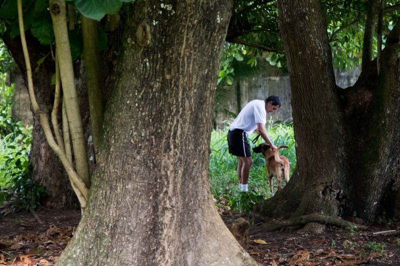 Cachorros recebem cuidados diários e são treinados por, pelo menos, quatro vezes na semana com prática de faro em narcóticos.
Na foto:  <div class='credito_fotos'>Foto: Pedro Guerreiro / Ag. Pará   |   <a href='/midias/2019/originais/5679_91ec19a0-6d9b-7171-080b-11b24854f7a1.jpg' download><i class='fa-solid fa-download'></i> Download</a></div>