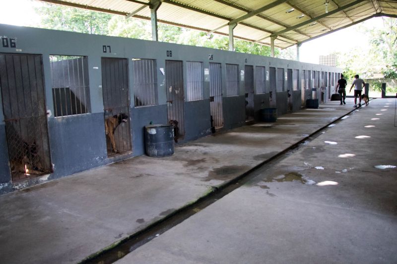 Cachorros recebem cuidados diários e são treinados por, pelo menos, quatro vezes na semana com prática de faro em narcóticos.
Na foto:  <div class='credito_fotos'>Foto: Pedro Guerreiro / Ag. Pará   |   <a href='/midias/2019/originais/5679_ae06d80c-b292-b143-a38e-d4d6c9d9739f.jpg' download><i class='fa-solid fa-download'></i> Download</a></div>
