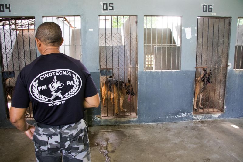 Cachorros recebem cuidados diários e são treinados por, pelo menos, quatro vezes na semana com prática de faro em narcóticos.
Na foto:  <div class='credito_fotos'>Foto: Pedro Guerreiro / Ag. Pará   |   <a href='/midias/2019/originais/5679_b06b3e02-973d-2212-163b-44a3a2e12d4e.jpg' download><i class='fa-solid fa-download'></i> Download</a></div>