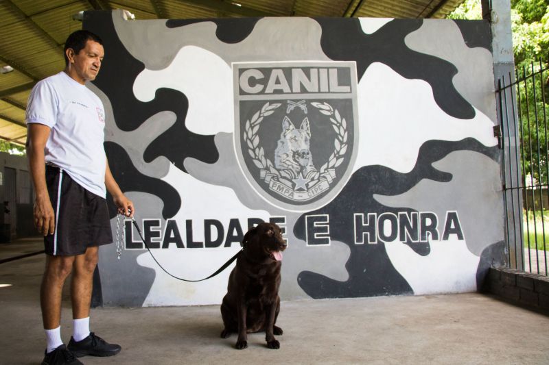 Cachorros recebem cuidados diários e são treinados por, pelo menos, quatro vezes na semana com prática de faro em narcóticos.
Na foto:  <div class='credito_fotos'>Foto: Pedro Guerreiro / Ag. Pará   |   <a href='/midias/2019/originais/5679_bc12788c-53fd-19c4-e186-00fcb1fdf3dc.jpg' download><i class='fa-solid fa-download'></i> Download</a></div>