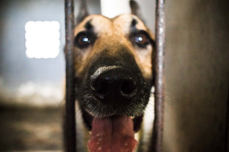 Cachorros recebem cuidados diários e são treinados por, pelo menos, quatro vezes na semana com prática de faro em narcóticos.
Na foto:  <div class='credito_fotos'>Foto: Pedro Guerreiro / Ag. Pará   |   <a href='/midias/2019/originais/5679_c692203f-dd10-7601-6d91-c9810a43de15.jpg' download><i class='fa-solid fa-download'></i> Download</a></div>