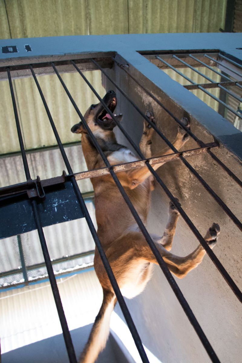 Cachorros recebem cuidados diários e são treinados por, pelo menos, quatro vezes na semana com prática de faro em narcóticos.
Na foto:  <div class='credito_fotos'>Foto: Pedro Guerreiro / Ag. Pará   |   <a href='/midias/2019/originais/5679_e98e4123-61e8-d103-13df-4af8ee5c0bee.jpg' download><i class='fa-solid fa-download'></i> Download</a></div>