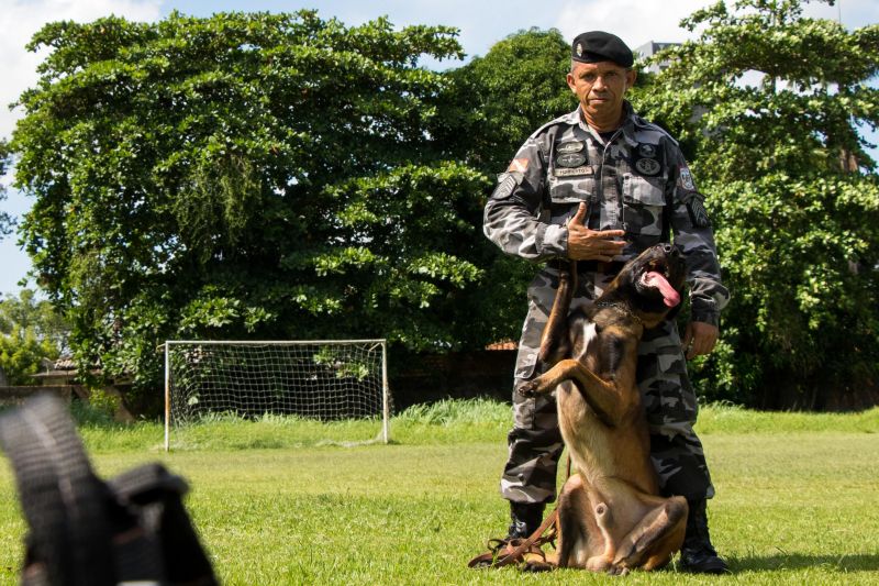 Cachorros recebem cuidados diários e são treinados por, pelo menos, quatro vezes na semana com prática de faro em narcóticos.
Na foto:  <div class='credito_fotos'>Foto: Pedro Guerreiro / Ag. Pará   |   <a href='/midias/2019/originais/5679_f7fffbf5-a448-74b7-b1a4-e5a7f94a9f72.jpg' download><i class='fa-solid fa-download'></i> Download</a></div>