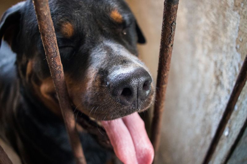 Cachorros recebem cuidados diários e são treinados por, pelo menos, quatro vezes na semana com prática de faro em narcóticos.
Na foto:  <div class='credito_fotos'>Foto: Pedro Guerreiro / Ag. Pará   |   <a href='/midias/2019/originais/5679_fefb4750-ecc3-baa3-24e9-169fc783ffac.jpg' download><i class='fa-solid fa-download'></i> Download</a></div>