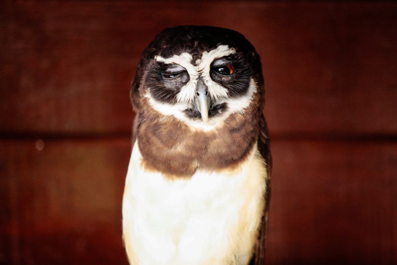 Que tal tomar água na cozinha à noite e se deparar com uma sucuri próximo da geladeira? Marcus Palheta vivenciou a experiência no início do ano no bairro do Tapanã, em Belém.  <div class='credito_fotos'>Foto: Bruno Cecim / Ag.Pará   |   <a href='/midias/2019/originais/5688_ebad1090-1151-965e-0a6b-50f5d1014377.jpg' download><i class='fa-solid fa-download'></i> Download</a></div>