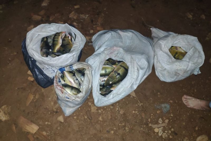 Em mais uma ação de fiscalização ambiental integrada na Região do Mosaico Lago de Tucuruí, no sudeste paraense, uma equipe formada por técnicos do Instituto de Desenvolvimento Florestal e da Biodiversidade do Estado do Pará (Ideflor-bio), fiscais da Secretaria de Meio Ambiente e Sustentabilidade (Semas), militares do Batalhão de Polícia Ambiental (BPA) e de secretarias municipais de meio ambiente apreendeu três caminhões carregados com madeira. Os motoristas trafegavam na madrugada de quinta-feira (28), pela rodovia PA-263, num trecho próximo ao município de Breu Branco. <div class='credito_fotos'>Foto: ASCOM / IDEFLOR-BIO   |   <a href='/midias/2019/originais/5705_246dbea9-e80f-2561-de55-232c51ce3c9d.jpg' download><i class='fa-solid fa-download'></i> Download</a></div>