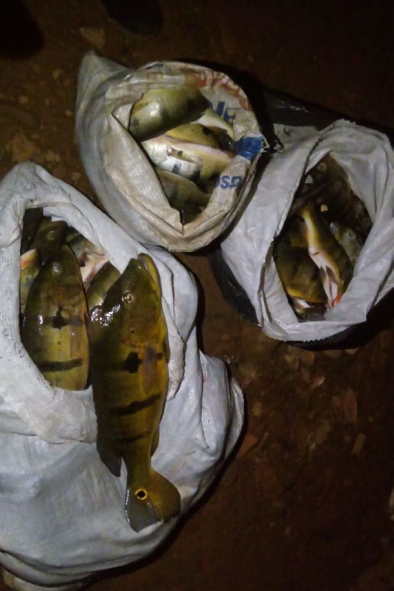 Em mais uma ação de fiscalização ambiental integrada na Região do Mosaico Lago de Tucuruí, no sudeste paraense, uma equipe formada por técnicos do Instituto de Desenvolvimento Florestal e da Biodiversidade do Estado do Pará (Ideflor-bio), fiscais da Secretaria de Meio Ambiente e Sustentabilidade (Semas), militares do Batalhão de Polícia Ambiental (BPA) e de secretarias municipais de meio ambiente apreendeu três caminhões carregados com madeira. Os motoristas trafegavam na madrugada de quinta-feira (28), pela rodovia PA-263, num trecho próximo ao município de Breu Branco. <div class='credito_fotos'>Foto: ASCOM / IDEFLOR-BIO   |   <a href='/midias/2019/originais/5705_7689c7b0-4385-5c92-c9e9-9769b8bcbd2e.jpg' download><i class='fa-solid fa-download'></i> Download</a></div>