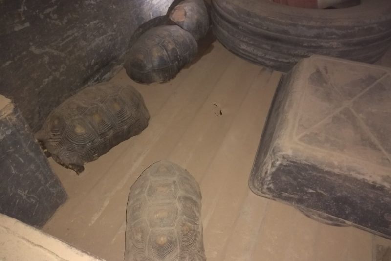 Em mais uma ação de fiscalização ambiental integrada na Região do Mosaico Lago de Tucuruí, no sudeste paraense, uma equipe formada por técnicos do Instituto de Desenvolvimento Florestal e da Biodiversidade do Estado do Pará (Ideflor-bio), fiscais da Secretaria de Meio Ambiente e Sustentabilidade (Semas), militares do Batalhão de Polícia Ambiental (BPA) e de secretarias municipais de meio ambiente apreendeu três caminhões carregados com madeira. Os motoristas trafegavam na madrugada de quinta-feira (28), pela rodovia PA-263, num trecho próximo ao município de Breu Branco. <div class='credito_fotos'>Foto: ASCOM / IDEFLOR-BIO   |   <a href='/midias/2019/originais/5705_9c5e82dc-e68f-413c-5b9b-0b5a646e0656.jpg' download><i class='fa-solid fa-download'></i> Download</a></div>