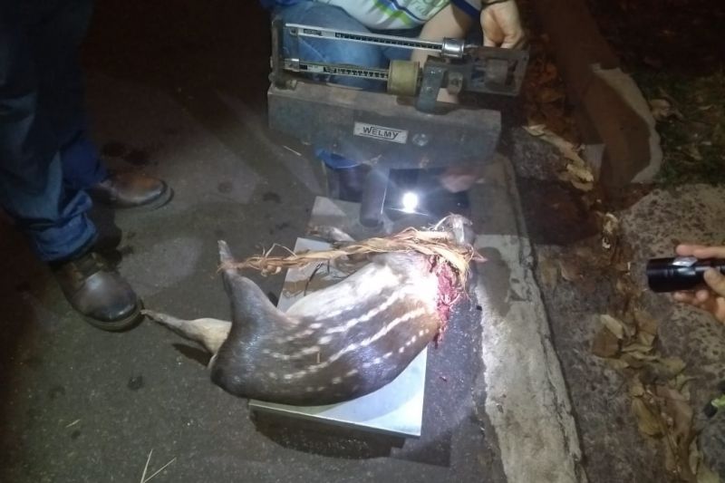 Em mais uma ação de fiscalização ambiental integrada na Região do Mosaico Lago de Tucuruí, no sudeste paraense, uma equipe formada por técnicos do Instituto de Desenvolvimento Florestal e da Biodiversidade do Estado do Pará (Ideflor-bio), fiscais da Secretaria de Meio Ambiente e Sustentabilidade (Semas), militares do Batalhão de Polícia Ambiental (BPA) e de secretarias municipais de meio ambiente apreendeu três caminhões carregados com madeira. Os motoristas trafegavam na madrugada de quinta-feira (28), pela rodovia PA-263, num trecho próximo ao município de Breu Branco. <div class='credito_fotos'>Foto: ASCOM / IDEFLOR-BIO   |   <a href='/midias/2019/originais/5705_aa7c6474-997b-1495-db63-397043158ecd.jpg' download><i class='fa-solid fa-download'></i> Download</a></div>