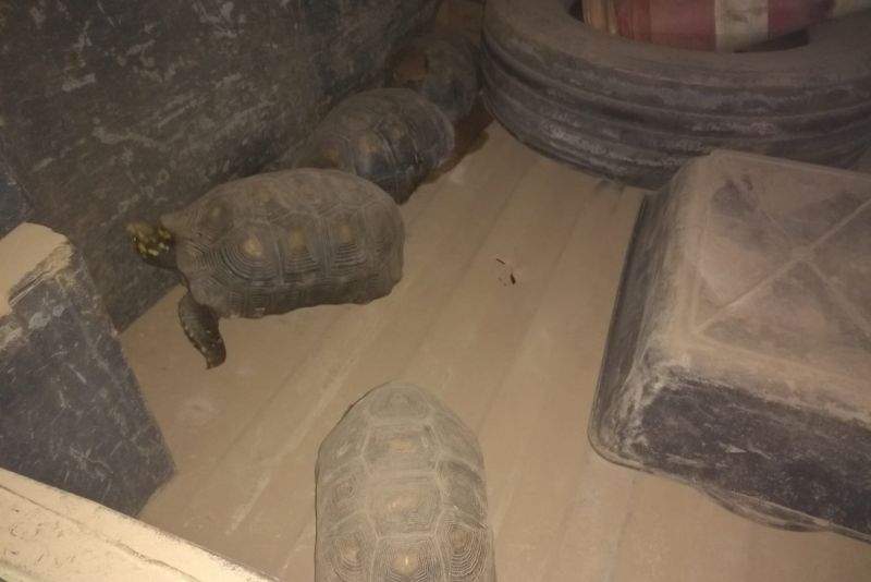 Em mais uma ação de fiscalização ambiental integrada na Região do Mosaico Lago de Tucuruí, no sudeste paraense, uma equipe formada por técnicos do Instituto de Desenvolvimento Florestal e da Biodiversidade do Estado do Pará (Ideflor-bio), fiscais da Secretaria de Meio Ambiente e Sustentabilidade (Semas), militares do Batalhão de Polícia Ambiental (BPA) e de secretarias municipais de meio ambiente apreendeu três caminhões carregados com madeira. Os motoristas trafegavam na madrugada de quinta-feira (28), pela rodovia PA-263, num trecho próximo ao município de Breu Branco. <div class='credito_fotos'>Foto: ASCOM / IDEFLOR-BIO   |   <a href='/midias/2019/originais/5705_c7dd70e1-ebc5-f1ed-338f-f9a4bf300899.jpg' download><i class='fa-solid fa-download'></i> Download</a></div>