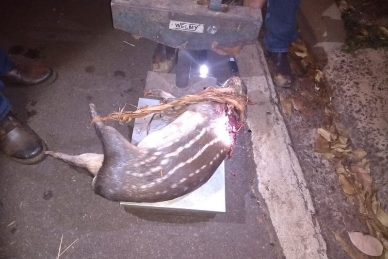 Em mais uma ação de fiscalização ambiental integrada na Região do Mosaico Lago de Tucuruí, no sudeste paraense, uma equipe formada por técnicos do Instituto de Desenvolvimento Florestal e da Biodiversidade do Estado do Pará (Ideflor-bio), fiscais da Secretaria de Meio Ambiente e Sustentabilidade (Semas), militares do Batalhão de Polícia Ambiental (BPA) e de secretarias municipais de meio ambiente apreendeu três caminhões carregados com madeira. Os motoristas trafegavam na madrugada de quinta-feira (28), pela rodovia PA-263, num trecho próximo ao município de Breu Branco. <div class='credito_fotos'>Foto: ASCOM / IDEFLOR-BIO   |   <a href='/midias/2019/originais/5705_f56201ce-026d-d33f-83cb-b2dbeae2a4a2.jpg' download><i class='fa-solid fa-download'></i> Download</a></div>