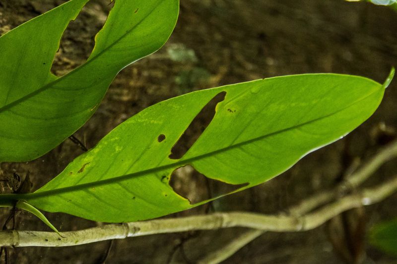  <div class='credito_fotos'>Foto: Pedro Guerreiro / Ag. Pará   |   <a href='/midias/2019/originais/5747_20b16135-59ad-d8ef-9484-b3cb85ea2415.jpg' download><i class='fa-solid fa-download'></i> Download</a></div>