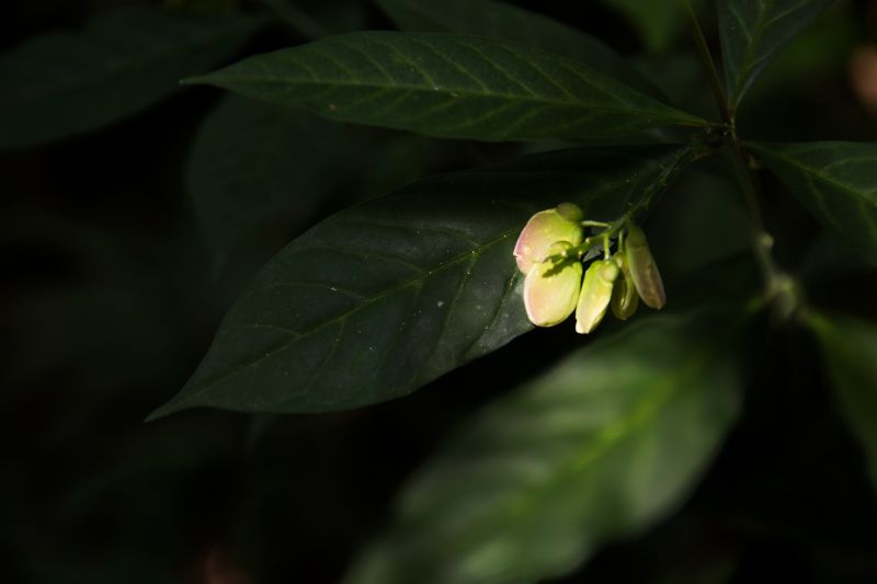  <div class='credito_fotos'>Foto: Pedro Guerreiro / Ag. Pará   |   <a href='/midias/2019/originais/5747_3fa95615-4db5-eb5f-a18f-2c2c41411221.jpg' download><i class='fa-solid fa-download'></i> Download</a></div>